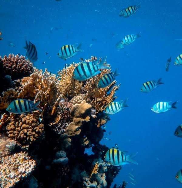 Explore vibrant red sea scuba diving locations, rich in marine life.