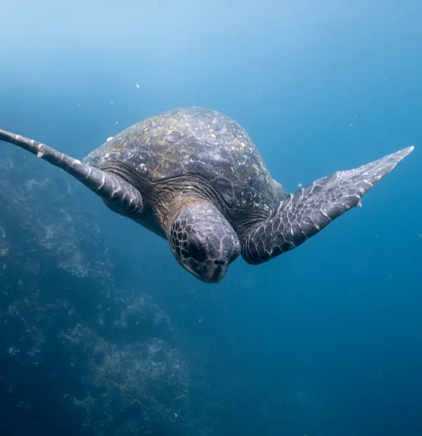 Diver exploring the vibrant underwater ecosystem of the Galapagos Islands.