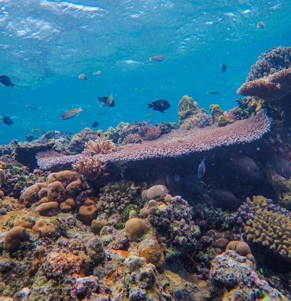 Colorful coral reef with diverse fish species.