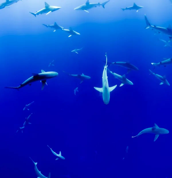 Advanced diver exploring vibrant coral reefs in the Galapagos Islands.