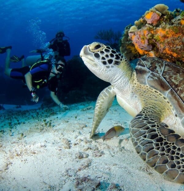 Scuba diver and sea turtle underwater near coral reef.