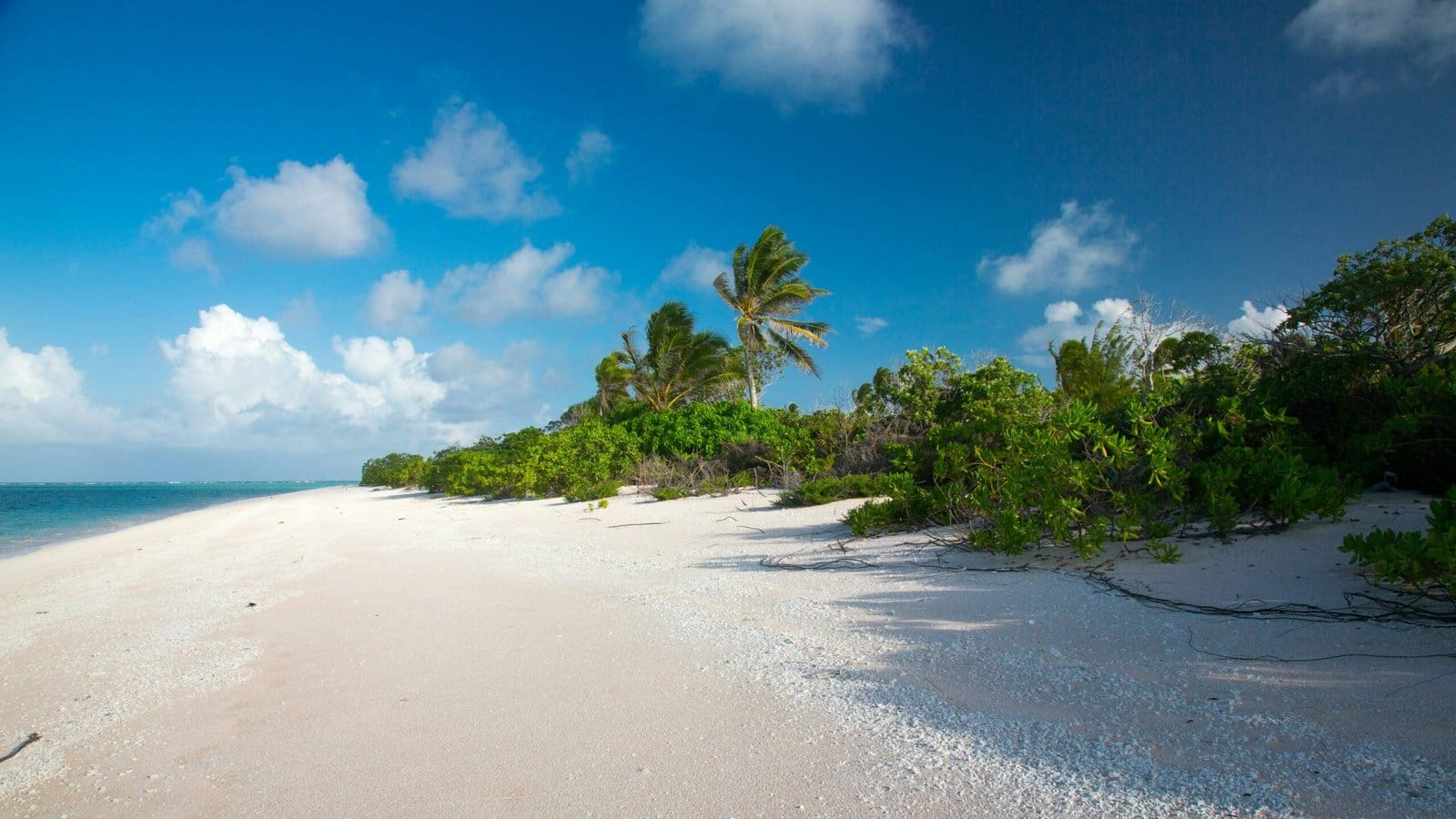 Tropical beach with palm trees and clear blue sky