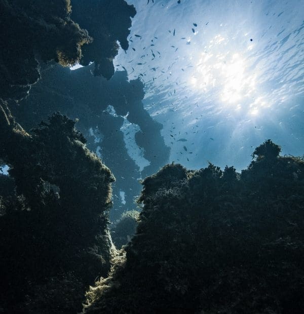 Sunlight illuminates underwater reef and fish.