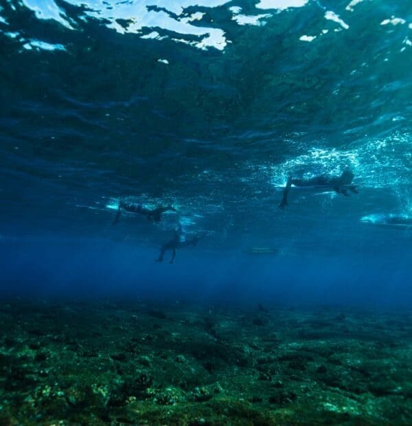 Divers exploring underwater seascape in clear blue water.