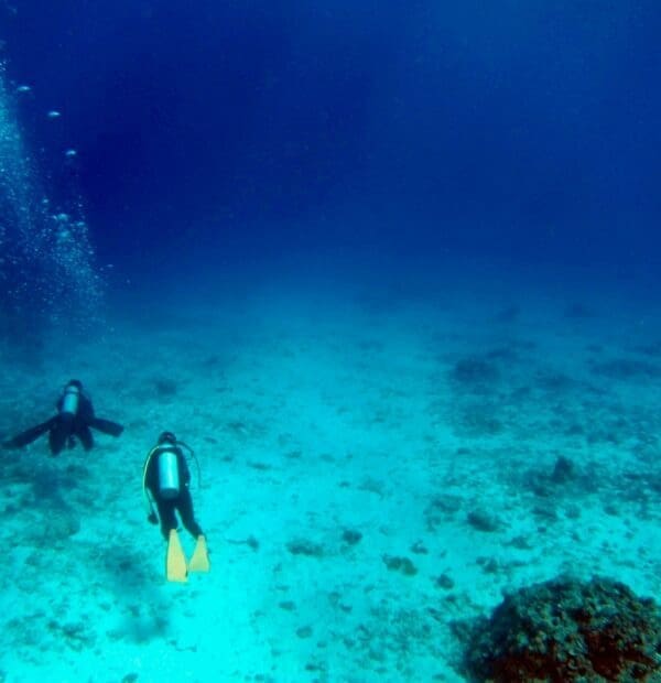 Two divers exploring underwater coral reef.