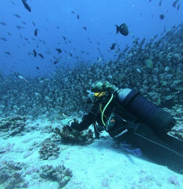 Diver among swarming fish in a coral reef.