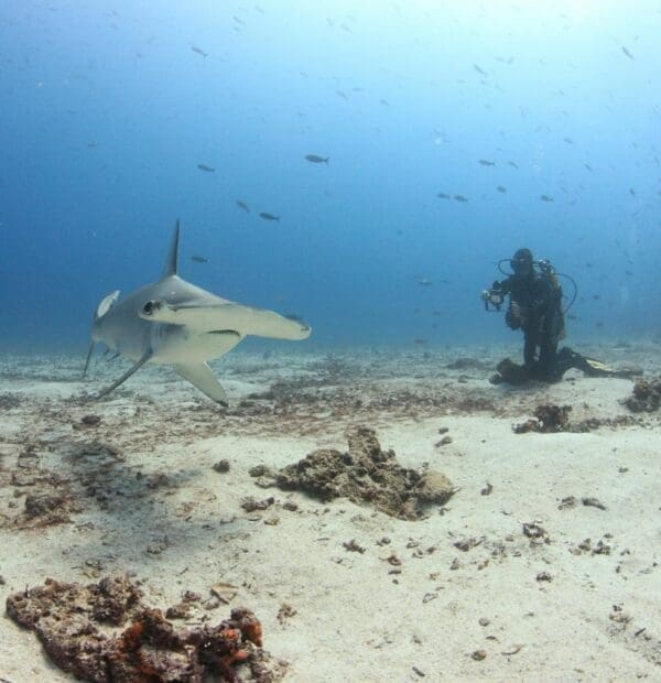 Hammerhead shark near diver in underwater scene