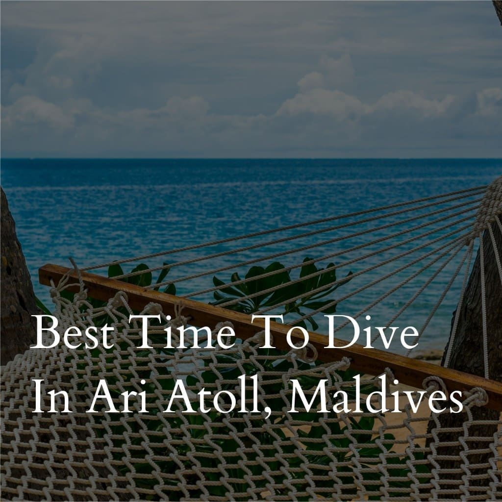 Best time to dive in Ari Atoll