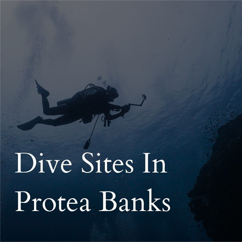 Diver exploring underwater at Protea Banks