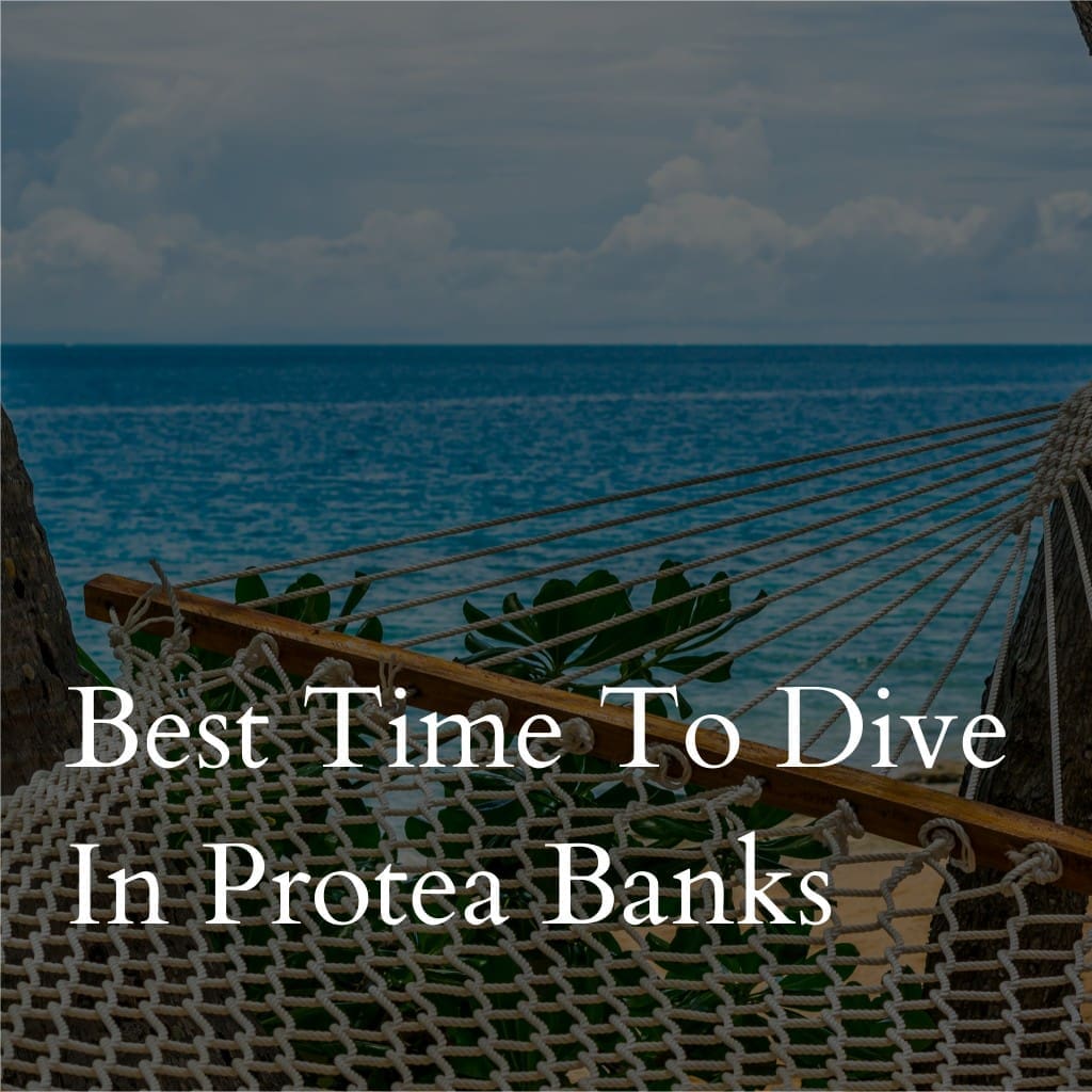 Hammock overlooking ocean, 'Best Time To Dive in Protea Banks'