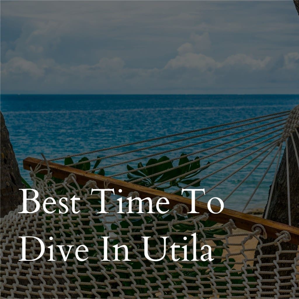 Hammock by ocean, text: Best Time To Dive In Utila