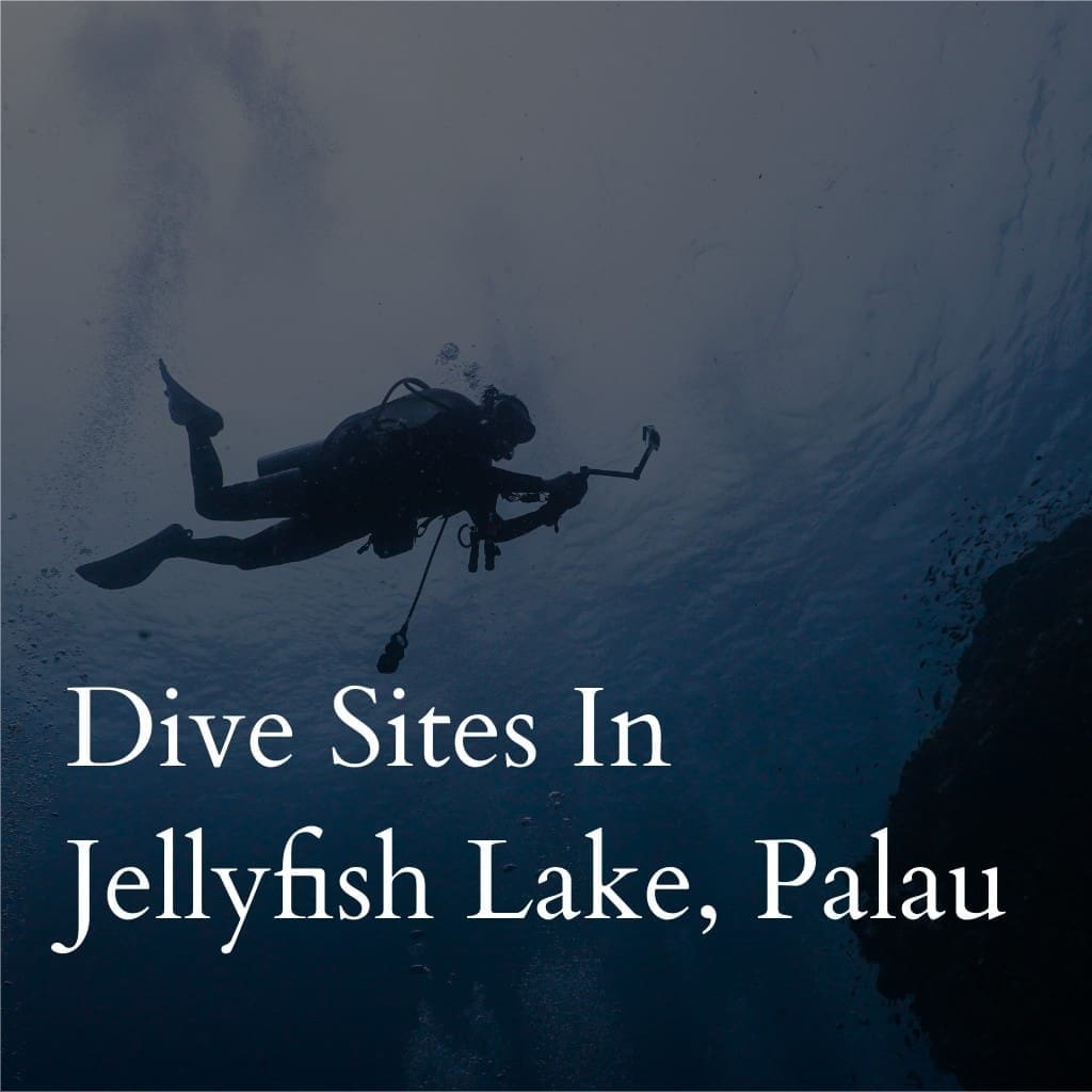 Scuba diver exploring Jellyfish Lake, Palau