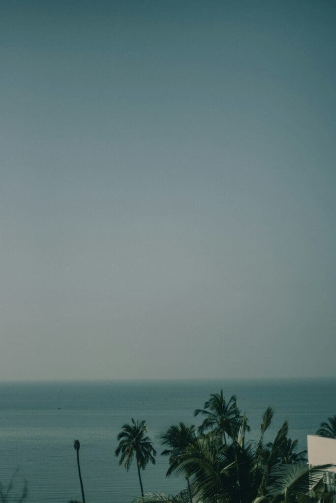 Palm trees overlooking serene ocean