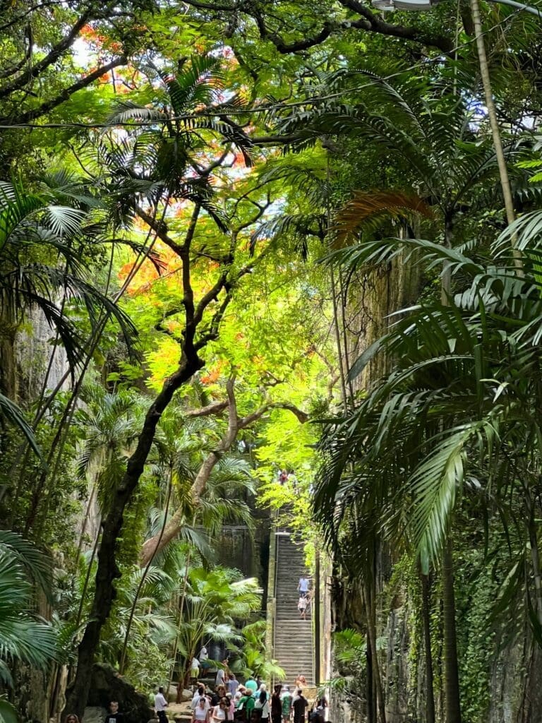 Lush tropical forest with stairs and visitors