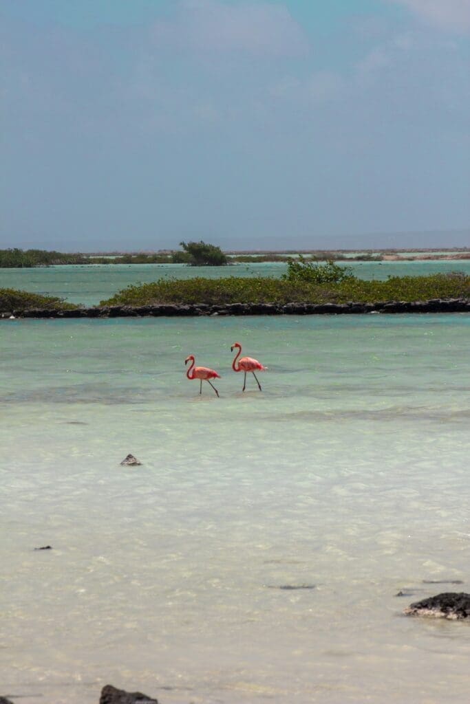 Two flamingos wading in tropical shallow waters