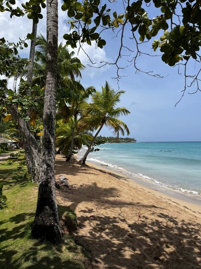 Tropical beach with palm trees and clear blue water