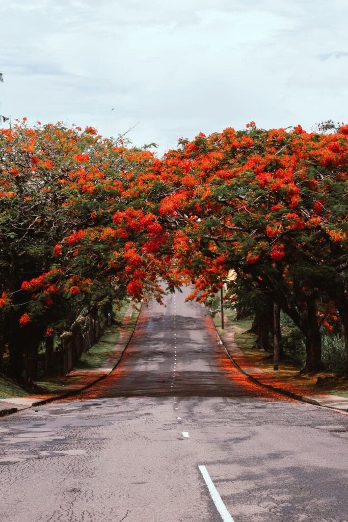 Road framed by vibrant red flowering trees