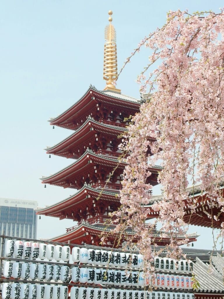 Cherry blossoms in bloom at Japanese temple with lanterns