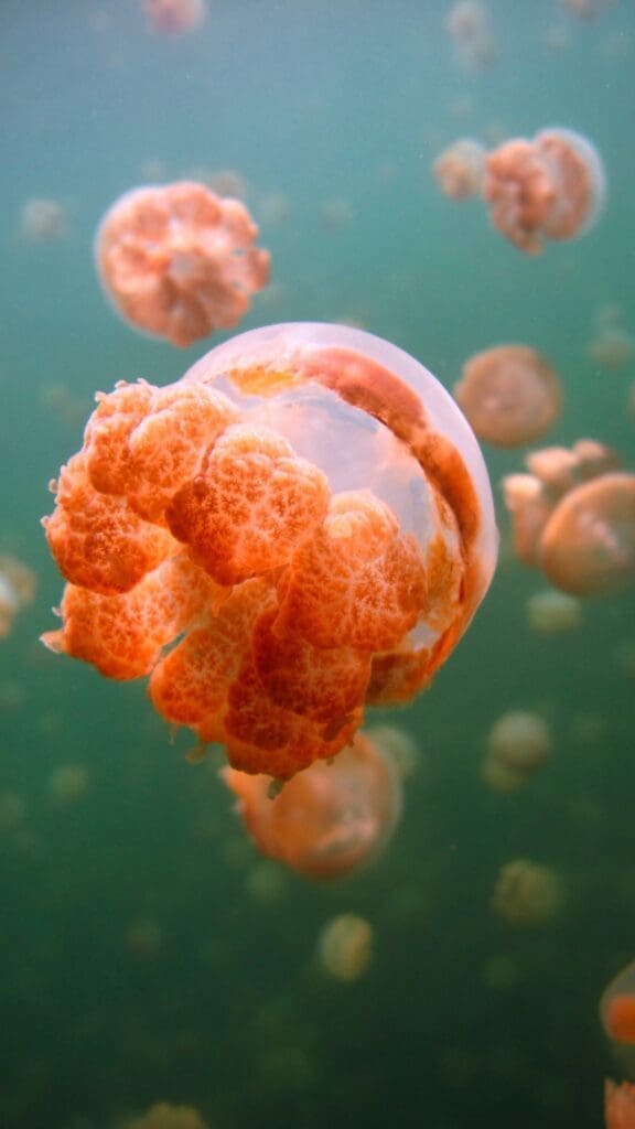 Orange jellyfish floating in green underwater environment