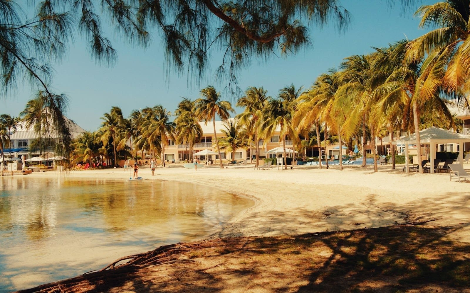 a beach with palm trees and people walking on it